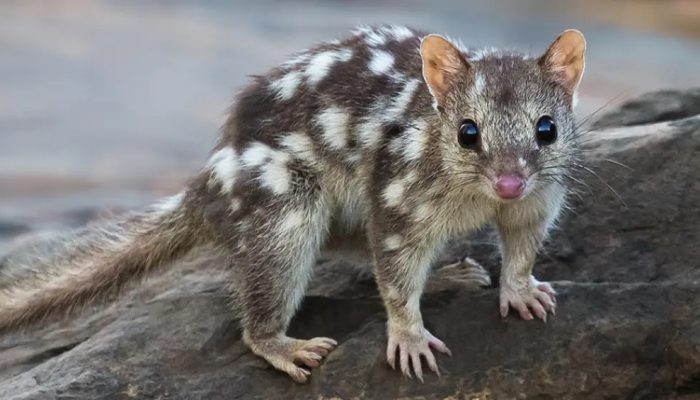 1301-marsupial-layout_site.jpg