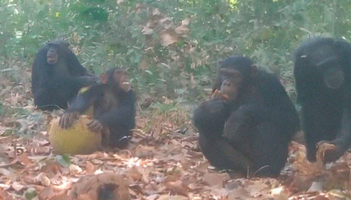 2604-Chimpanzes-layout_site.jpg