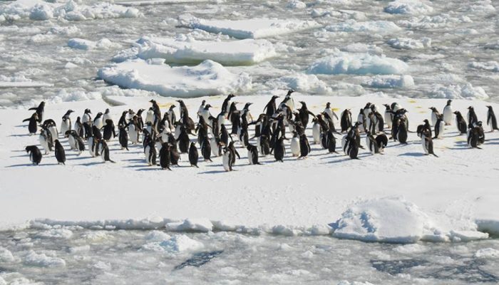 2607-pinguins-layout_site.jpg