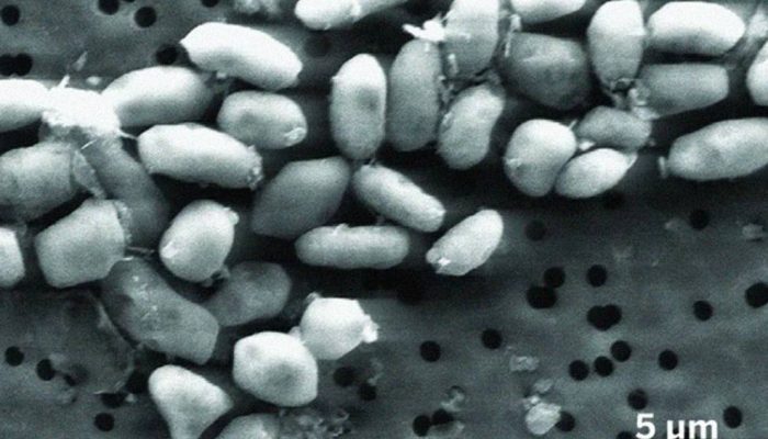 2807-bacteria-layout_site.jpg