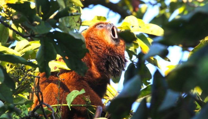 Bugio_ruivo_Alouatta-guariba-clamitans_Bruno-Aranda_DBB-SEMIL-1000x600.jpeg