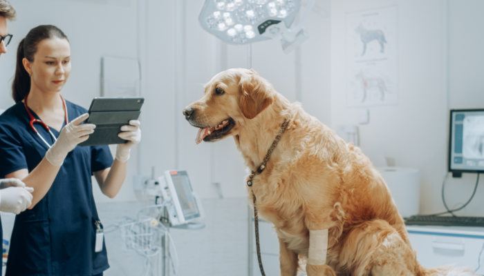 Como-a-sua-clinica-veterinaria-pode-se-beneficiar-com-o-uso-da-IoT.png
