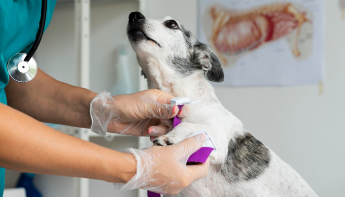 Pos-consulta-que-encanta-O-segredo-da-fidelizacao-em-clinicas-veterinarias.png
