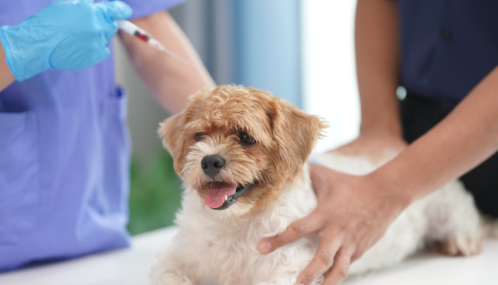 Veterinaria-acessivel-Como-crescer-atendendo-com-qualidade-e-preco-justo.png