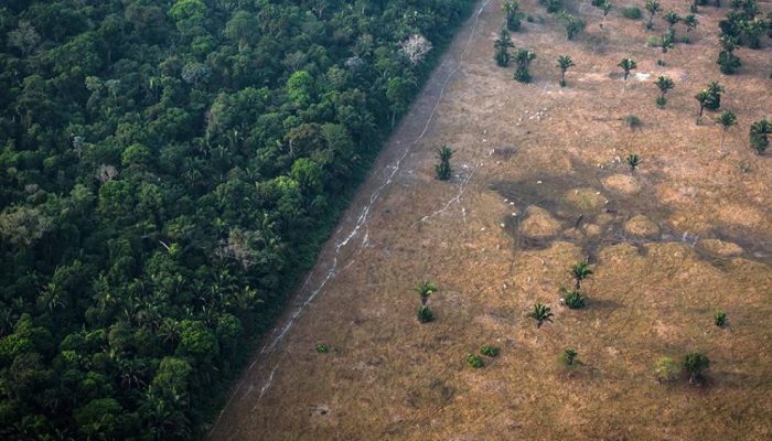 amazonia_site-2.jpg