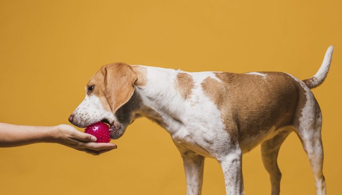 cachorro-comendo-maca.jpg