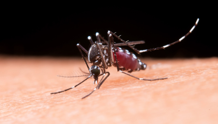dengue.png