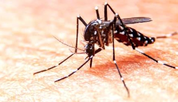 dengue04.jpg