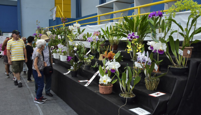 festival-de-flores.png