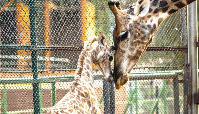 girafa-zoo-1000x600.jpg