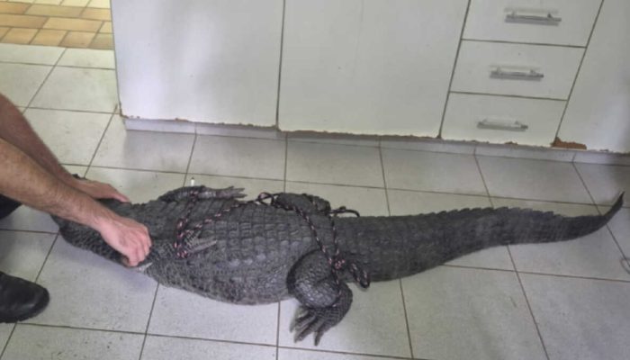 jacare-de-40-kg-surpreende-moradores-e-mobiliza-resgate-em-santos_1.jpg