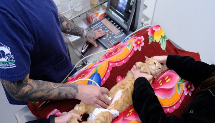 veterinarios_sp.jpeg
